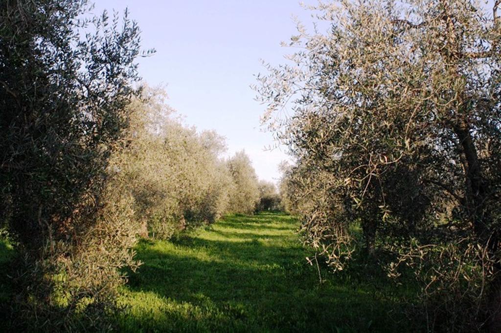 Agriturismo Vigna Mai Magliano in Toscana Exterior photo